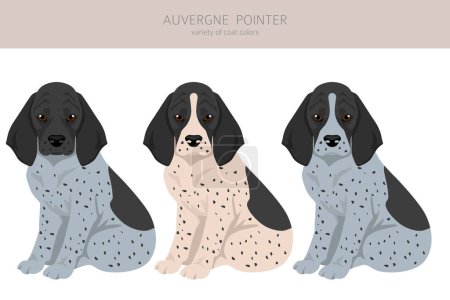 Ilustración de Auvergne Pointer clipart. Different poses, coat colors set. vector illustration - Imagen libre de derechos