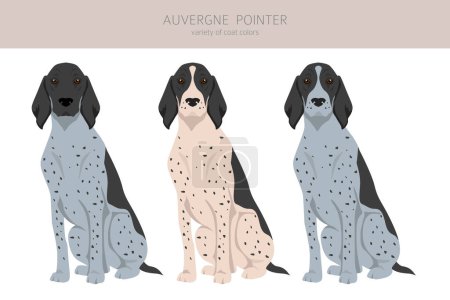 Ilustración de Clipart de Auvergne Pointer. Distintas poses, colores del abrigo establecidos. ilustración vectorial - Imagen libre de derechos