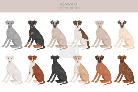 Azawakh todos los colores clipart. Diferentes colores de capa y poses conjunto. Ilustración vectorial