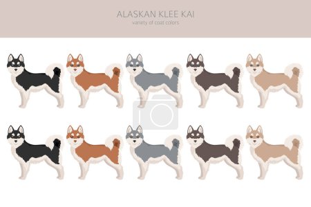 Alaskan klee kai toutes les couleurs clipart. Différentes couleurs de manteau ensemble. Illustration vectorielle