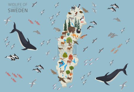 Schweden icometric 3D Wildlife Geography. Tiere, Vögel und Pflanzen sind Bauelemente, isoliert auf weißem Untergrund. Schwedische Natur-Infografik. Vektorillustration