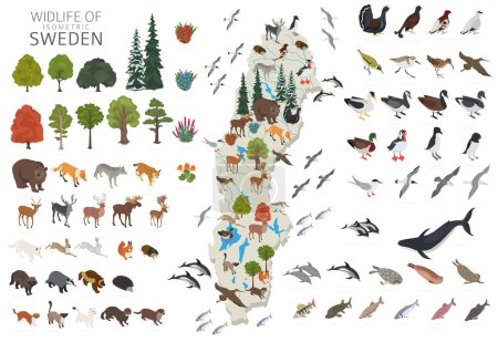 Suecia icometric 3d wildlife geography. Animales, aves y plantas elementos constructores aislados en conjunto blanco. Infografía de la naturaleza sueca. Ilustración vectorial