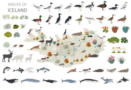 Flat design of Iceland wildlife. Animals, birds and plants constructor elements isolated on white set. North Atlantic nature. Vector illustration