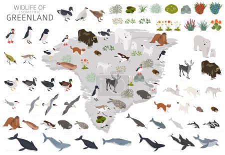 Ilustración de Isométrico diseño 3D de la vida silvestre de Groenlandia. Animales, aves y plantas elementos constructores aislados en conjunto blanco. Construye tu propia colección de infografías geográficas. Ilustración vectorial - Imagen libre de derechos