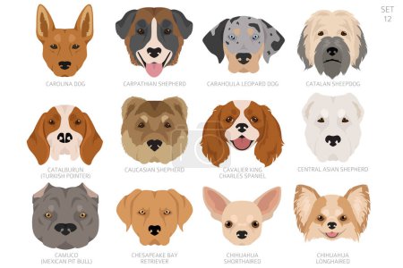 Illustration for Dog head in alphabet order. All dog breeds. Colour vector design. Vector illustration - Royalty Free Image