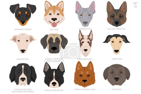 Tête de chien par ordre alphabétique. Toutes les races de chiens. Conception vectorielle couleur. Illustration vectorielle