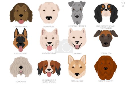 Tête de chien par ordre alphabétique. Toutes les races de chiens. Conception vectorielle couleur. Illustration vectorielle