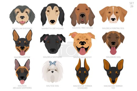 Dog head in alphabet order. All dog breeds. Colour vector design. Vector illustration