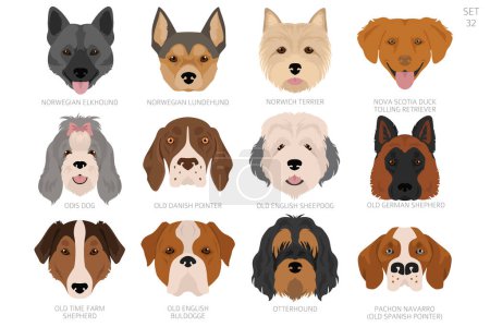 Cabeza de perro en orden alfabético. Todas las razas de perros. Diseño de vectores de color. Ilustración vectorial