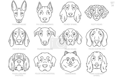 Tête de chien Silhouettes par ordre alphabétique. Toutes les races de chiens. Conception vectorielle de ligne simple. Illustration vectorielle
