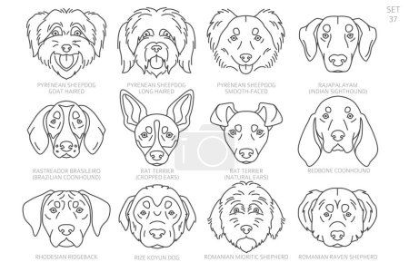 Téléchargez les illustrations : Tête de chien Silhouettes par ordre alphabétique. Toutes les races de chiens. Conception vectorielle de ligne simple. Illustration vectorielle - en licence libre de droit