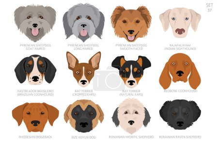 Cabeza de perro en orden alfabético. Todas las razas de perros. Diseño de vectores de color. Ilustración vectorial