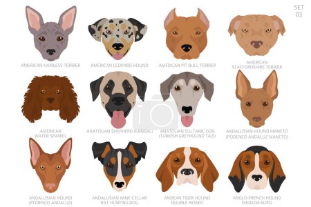 Illustration for Dog head in alphabet order. All dog breeds. Colour vector design. Vector illustration - Royalty Free Image