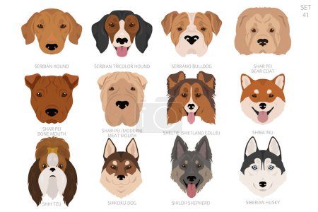 Hundekopf in alphabetischer Reihenfolge. Alle Hunderassen. Farbvektordesign. Vektorillustration