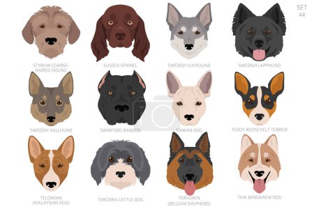 Dog head in alphabet order. All dog breeds. Colour vector design. Vector illustration