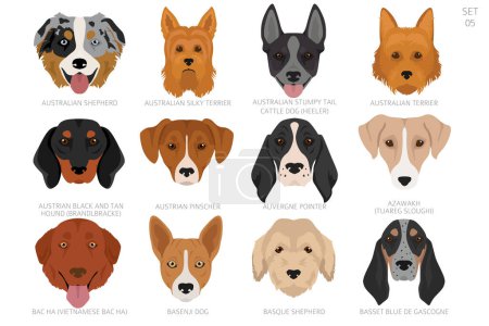 Téléchargez les illustrations : Tête de chien par ordre alphabétique. Toutes les races de chiens. Conception vectorielle couleur. Illustration vectorielle - en licence libre de droit