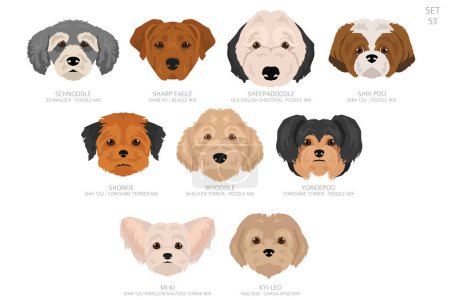 Designer Hundekopf in alphabetischer Reihenfolge. Alle Hunderassen sind Mischlingshunde. Farbvektordesign. Vektorillustration
