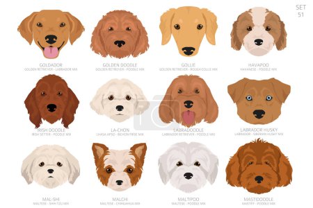 Designer Hundekopf in alphabetischer Reihenfolge. Alle Hunderassen sind Mischlingshunde. Farbvektordesign. Vektorillustration