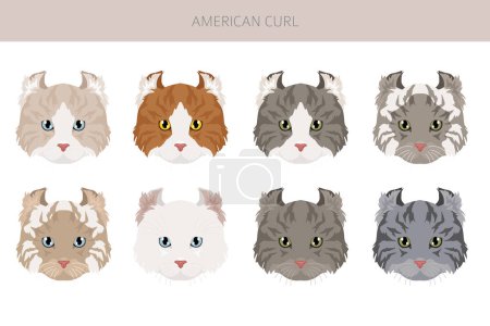 American Curl cat clipart. All coat colors set.  All cat breeds characteristics infographic. Vector illustration