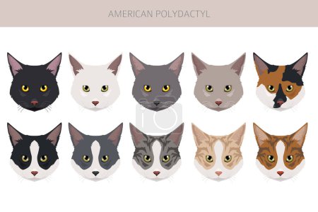 American Polydactyl cat clipart. All coat colors set.  All cat breeds characteristics infographic. Vector illustration