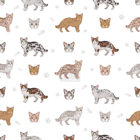 American Wirehair cat seamless pattern. All coat colors set.  All cat breeds characteristics infographic. Vector illustration