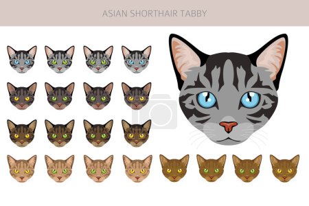 Asian shorthair Tabby cat clipart. All coat colors set.  All cat breeds characteristics infographic. Vector illustration