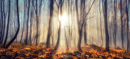 Foto de Silhouettes of bare trees in the woodland with rays of sunlight in the mist, blue sky and gold foliage on the forest ground - Imagen libre de derechos