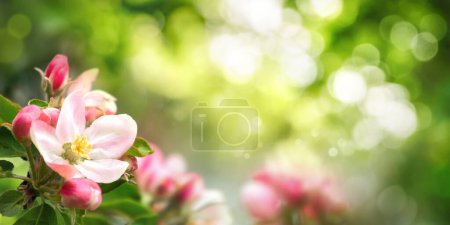 Photo for Beautiful spring scene with pink blossoms in the foreground and bokeh background of vibrant green foliage and sunlight - Royalty Free Image