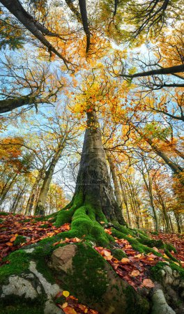 Super wide-angle shot of a tall tree in a colorful autumn forest, with blue sky and large moss-covered roots