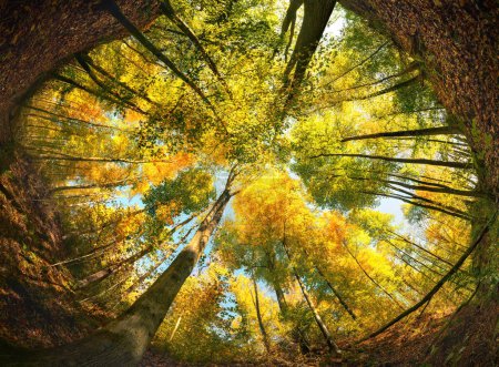 Foto de Ángulo ultra ancho de un colorido dosel forestal en otoño, enmarcado por un círculo del suelo del bosque o la tierra - Imagen libre de derechos