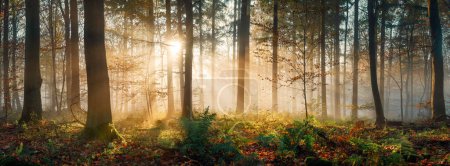 Luz mágica en el bosque brumoso, con los rayos de luz solar dorada iluminando la niebla y la vegetación, y las siluetas de los troncos de los árboles creando profundidad. Tiro panorámico.