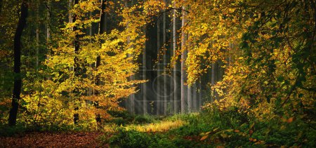 Autumn sunlight creates beautiful contrast in the woods, with illuminated yellow foliage glowing and framing the dark background
