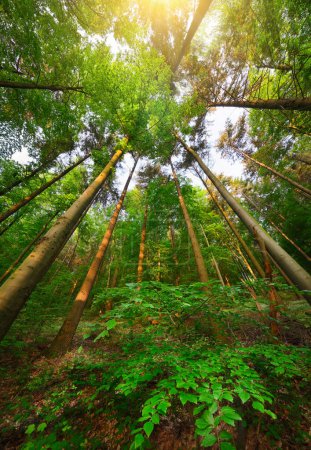 Foto de Árboles creciendo hacia el cielo en bosques verdes, con hojas ornamentadas en primer plano en el suelo del bosque, formato vertical - Imagen libre de derechos