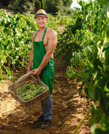 Foto de Hombre con racimo de uvas en la vinificación de la plantación de uva - Imagen libre de derechos