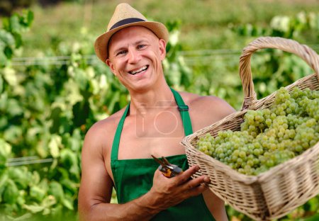 Foto de Hombre con racimo de uvas en plantación - Imagen libre de derechos