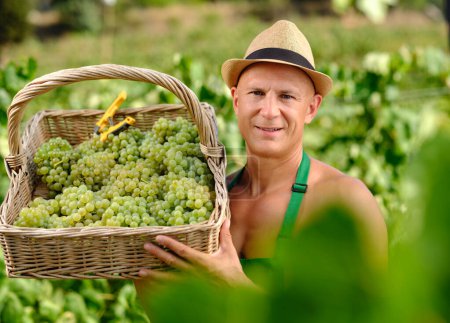 Foto de Hombre con racimo de uvas en la vinificación de plantaciones - Imagen libre de derechos