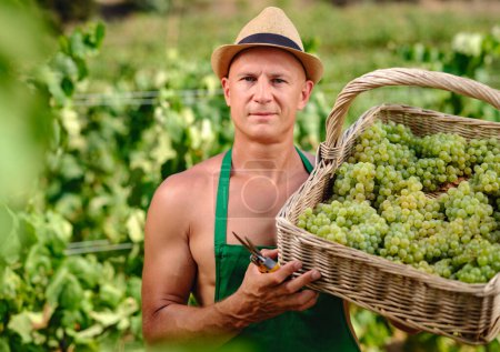 Foto de Hombre con racimo de uvas en la vinificación de plantaciones - Imagen libre de derechos
