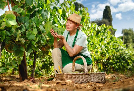 Foto de Mujer con racimo de uvas en plantación de uva - Imagen libre de derechos