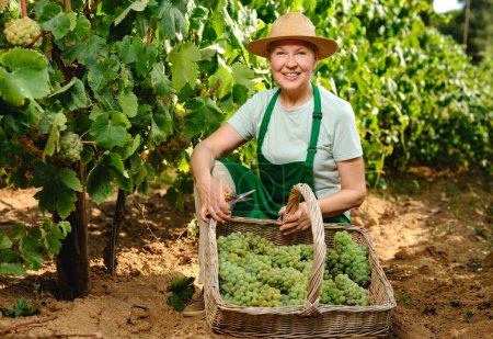 Foto de Mujer con racimo de uvas en la vinificación de la plantación de uva - Imagen libre de derechos
