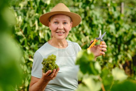 Photo for Woman with bunch of grapes in plantation - Royalty Free Image