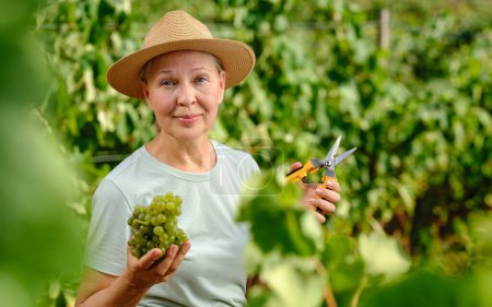 Foto de Mujer con racimo de uvas en plantación - Imagen libre de derechos
