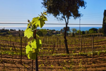 Téléchargez les photos : Gros plan d'une branche de vigne aux feuilles vertes dans un vignoble, mettant en valeur une plante terrestre de la famille des vignes dans un paysage agricole - en image libre de droit