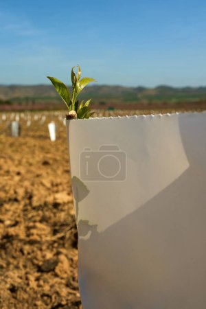 Téléchargez les photos : Une plante germe d'un morceau de papier dans un champ herbeux sous le ciel ouvert, se mélangeant avec le paysage naturel du lot de terres agricoles - en image libre de droit