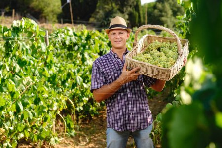 Mann erntet Weintrauben Plantagenkorb
