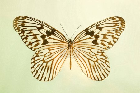 Foto de Idea de mariposa idea acuarela ilustración gráfica - Imagen libre de derechos