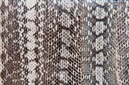 Photo for Abstract view of snake skin texture background - Royalty Free Image
