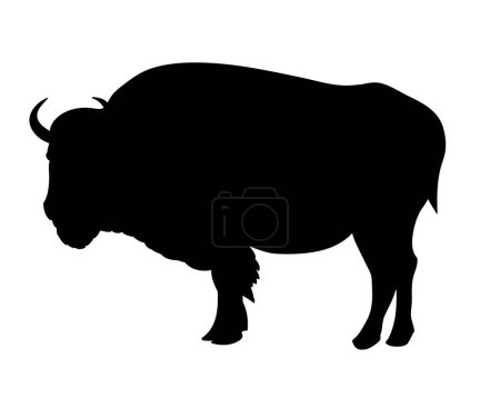 Bison a vector illustration