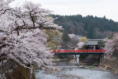 Téléchargez les photos : TAKAYAMA, JAPON - 5 AVRIL 2023 : Pont de Nakabashi avec fleur de cerisier sakura en avril - en image libre de droit