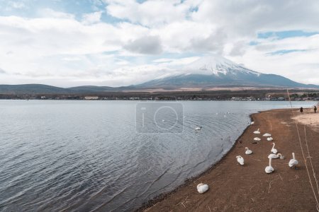 Photo for Beautiful white swans at Yamanaka lake with Mt. Fuji background in cloudy day during April - Royalty Free Image