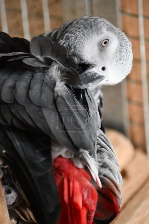 Photo for Little African Grey Parrot in a Zoo - Royalty Free Image